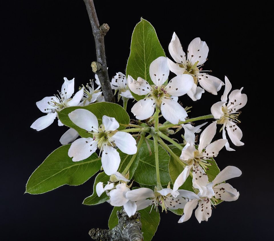 Pyrus communis