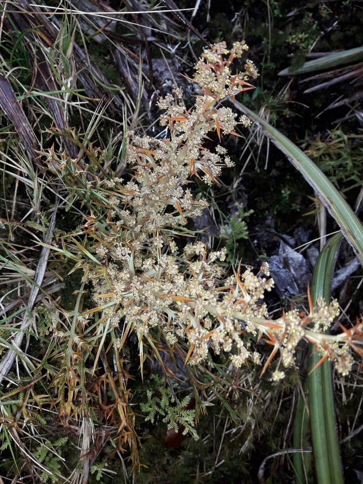 Aciphylla hookeri