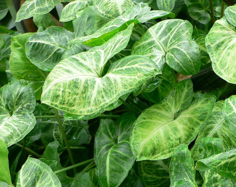 Foto ilustrativa de la especie: Syngonium podophyllum