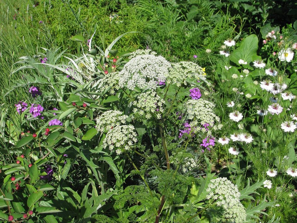 Ligusticum lucidum