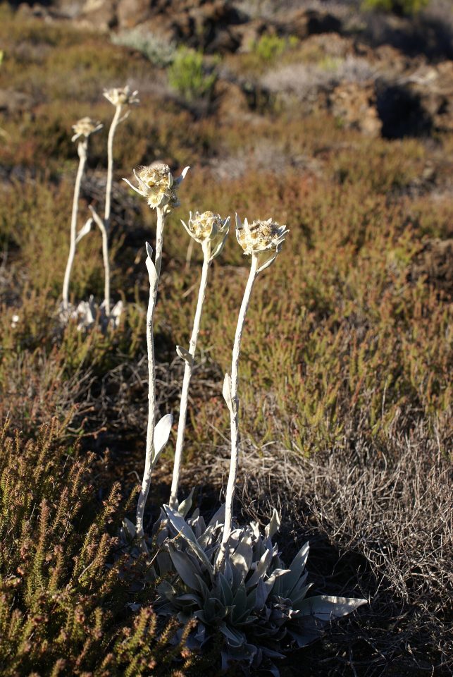 Helichrysum arnicoides