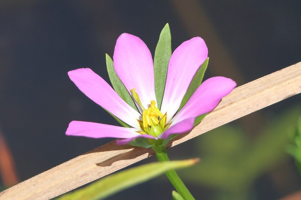 Sabatia calycina