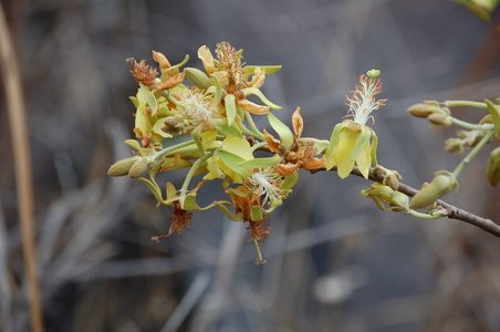 Nayariophyton zizyphifolium