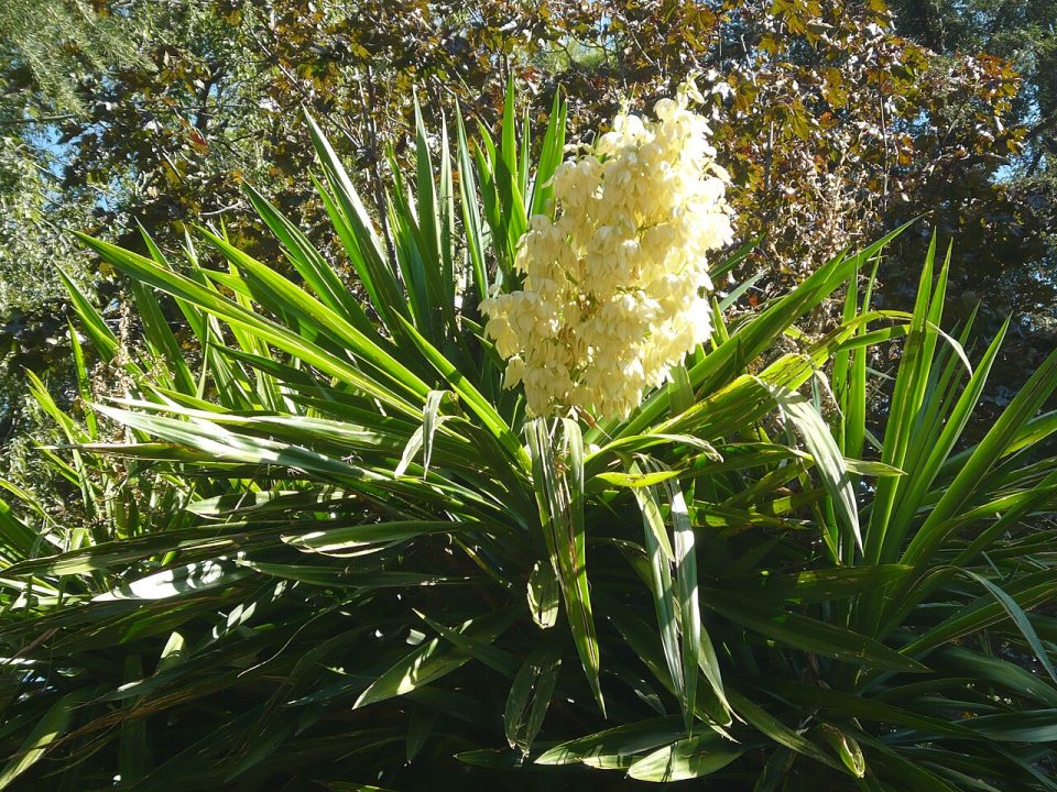 Yucca gigantea