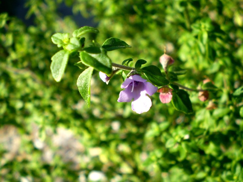 Prostanthera incisa
