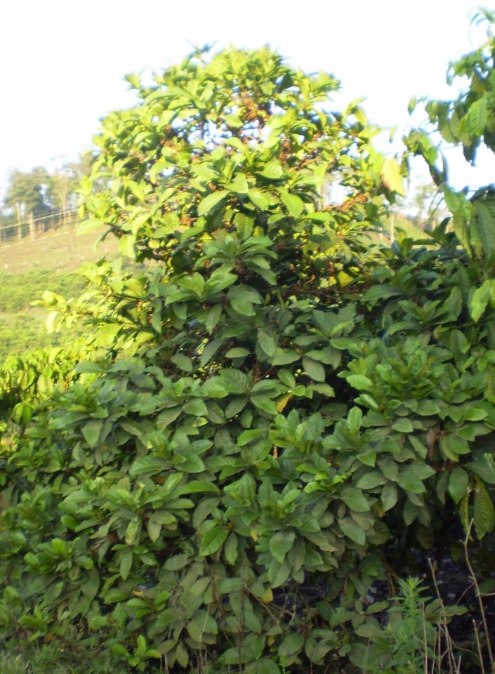 Coffea magnistipula