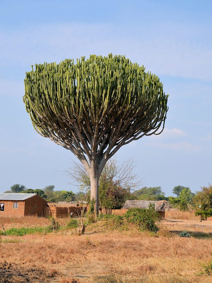 Foto ilustrativa de la especie: Euphorbia ingens