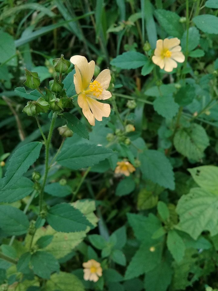Sida haenkeana