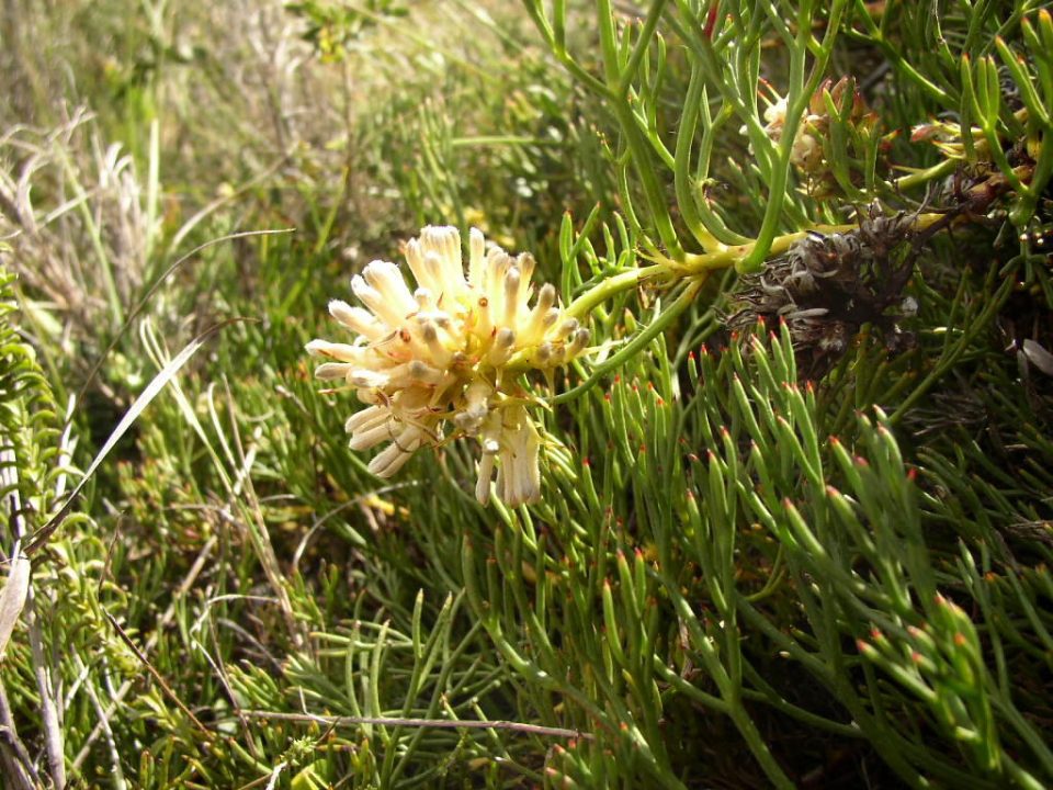 Serruria collina