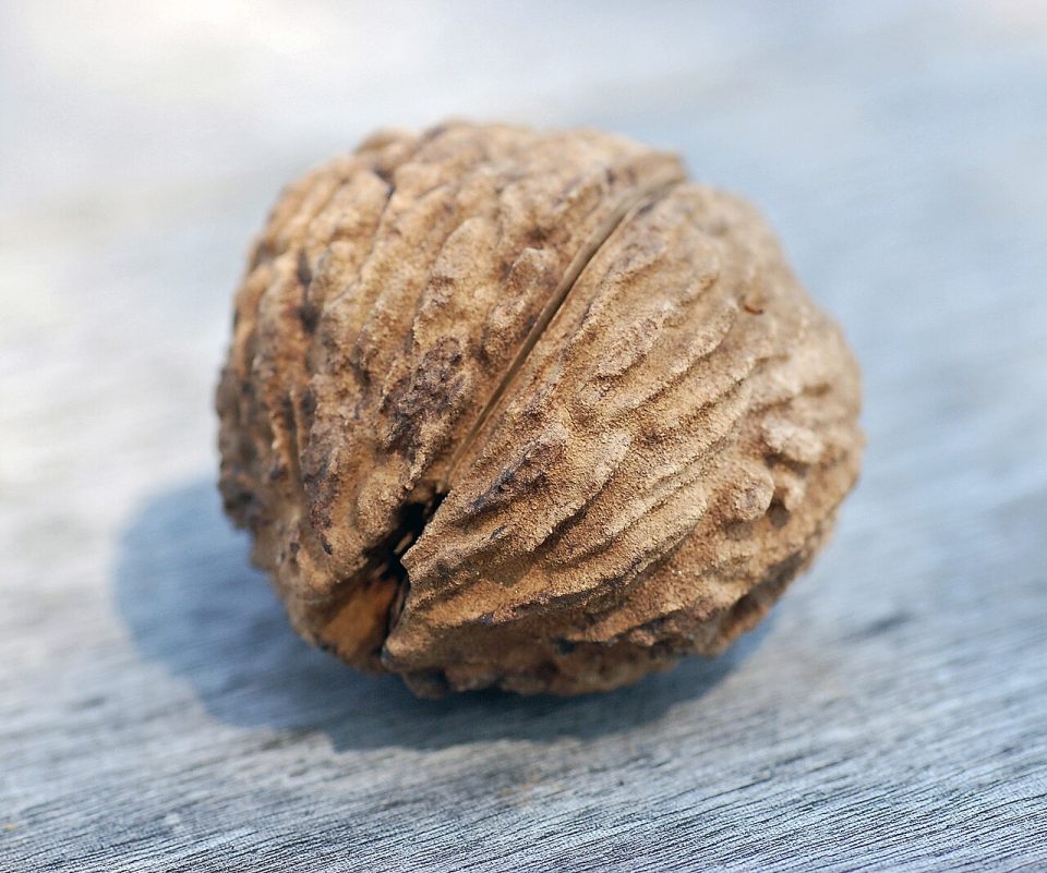 Juglans nigra