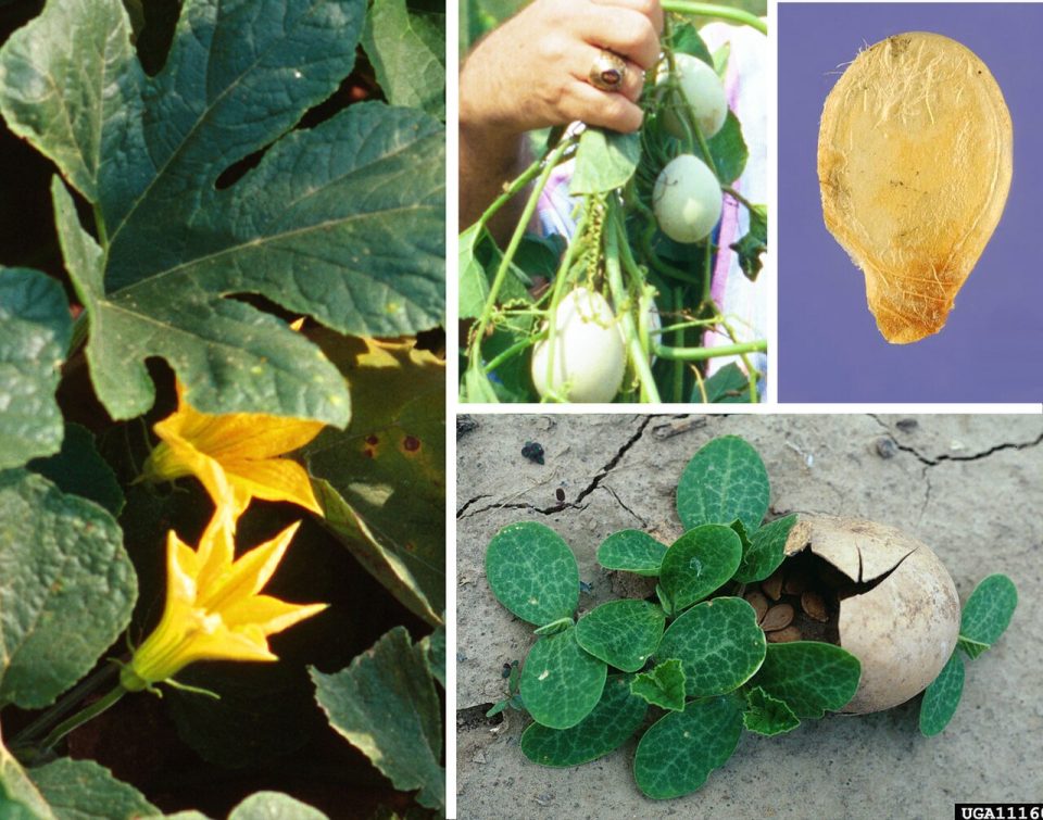 Cucurbita melopepo
