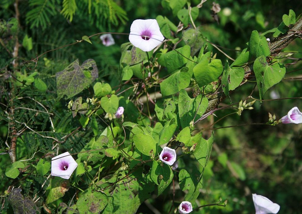Ipomoea trifida