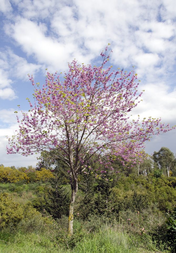 Foto ilustrativa de la especie: Cercis siliquastrum