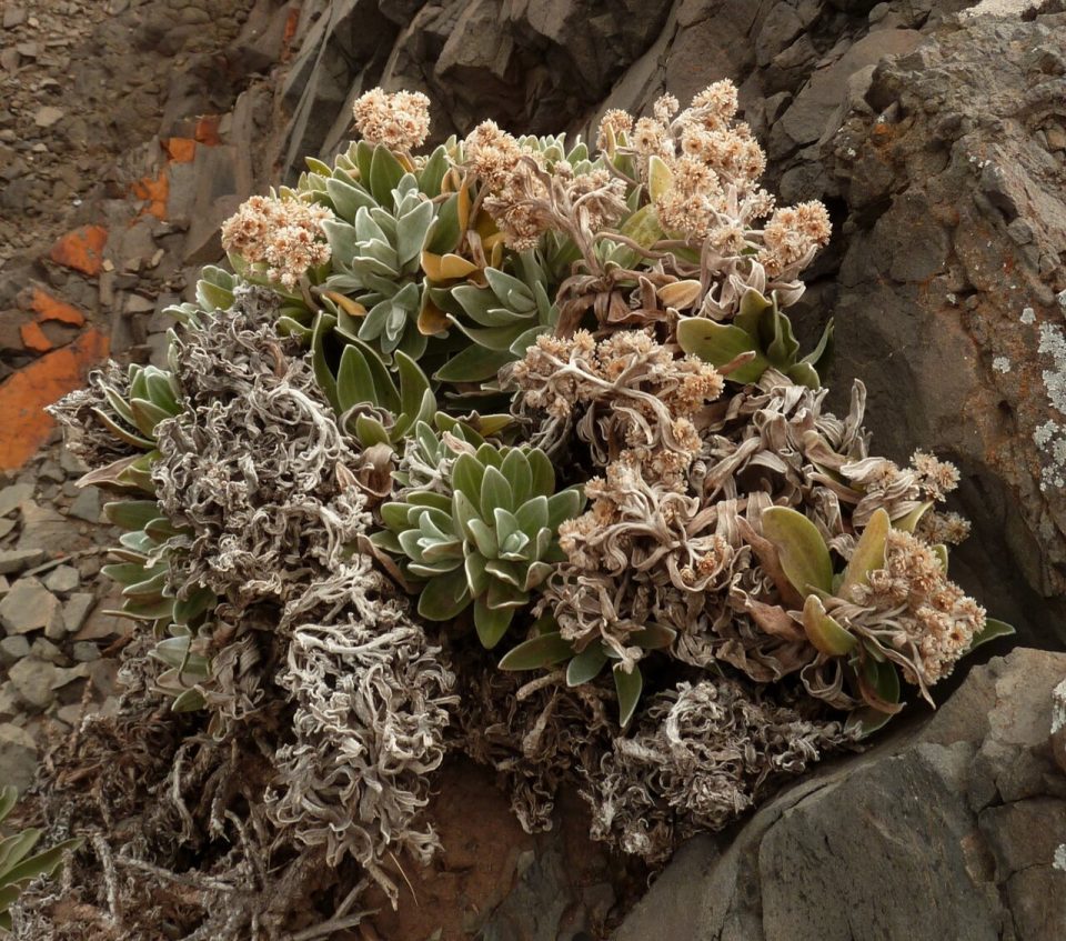 Helichrysum devium
