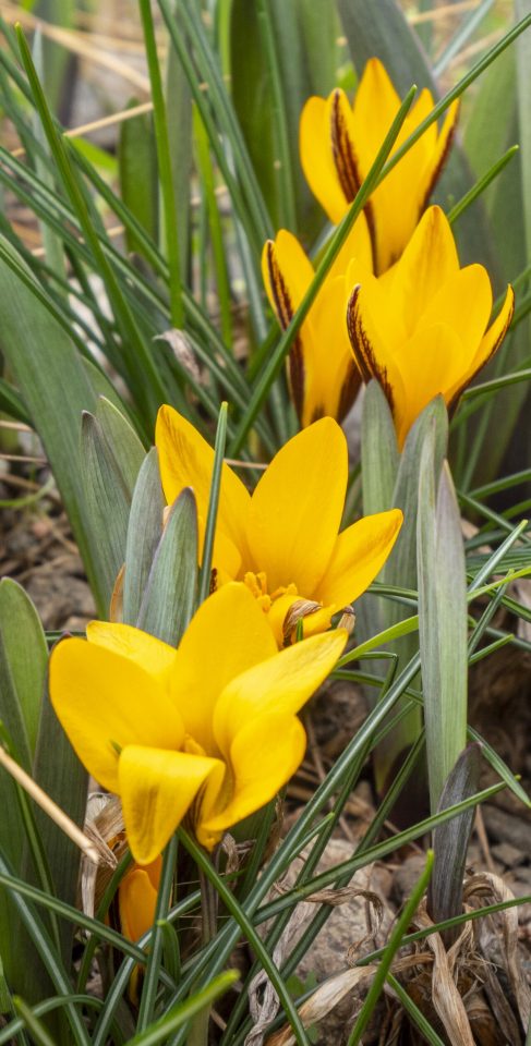 Crocus angustifolius