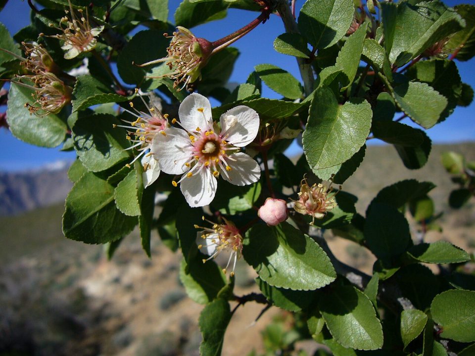 Prunus fremontii