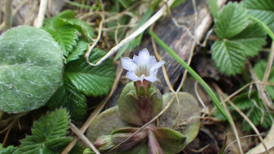Gentiana aquatica