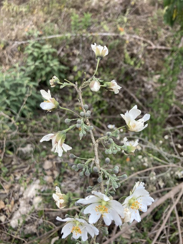 Robinsonella glabrifolia