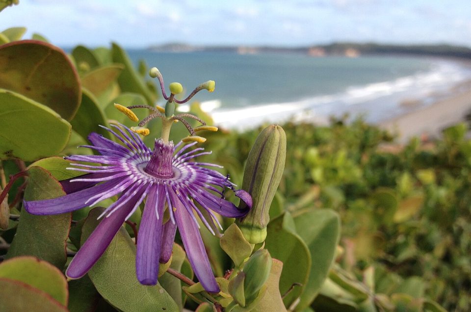 Passiflora subrotunda
