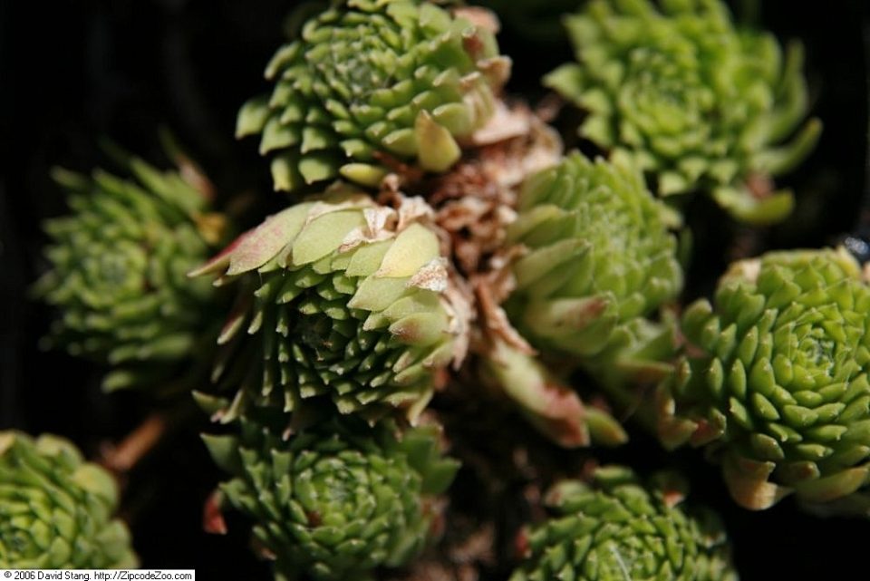 Sempervivum pumilum