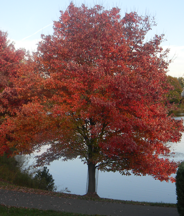 Imagen de referencia de Acer rubrum