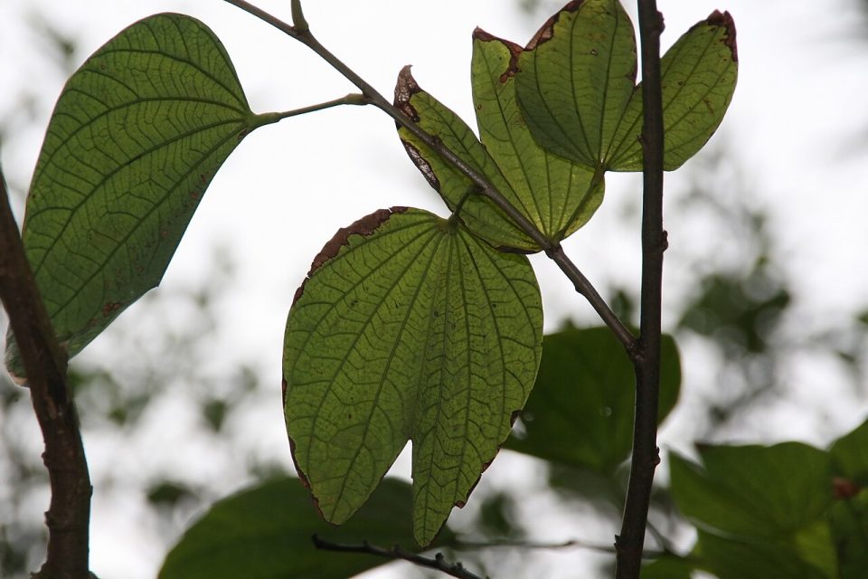 Bauhinia tarapotensis