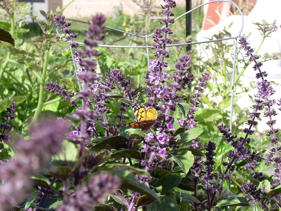 Foto ilustrativa de la especie: Ocimum kilimandscharicum