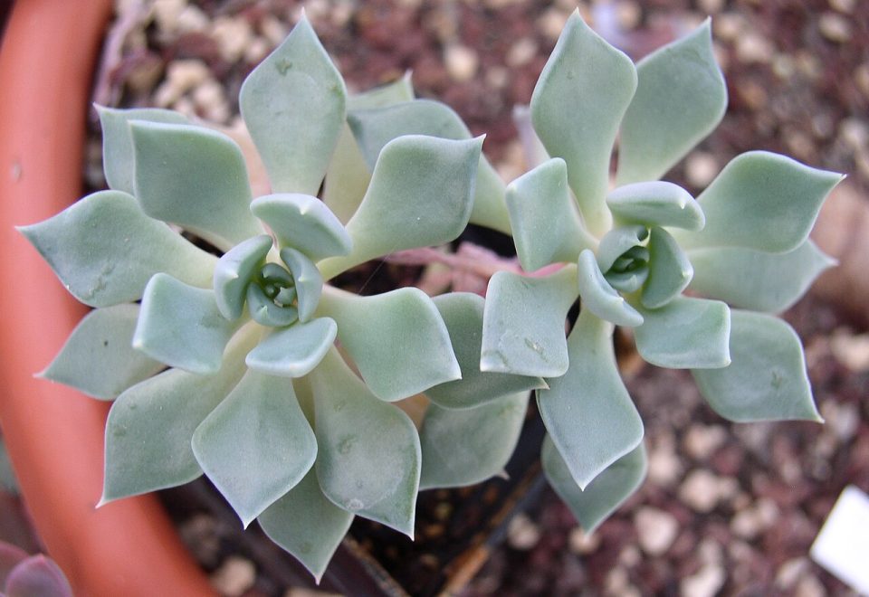 Echeveria heterosepala