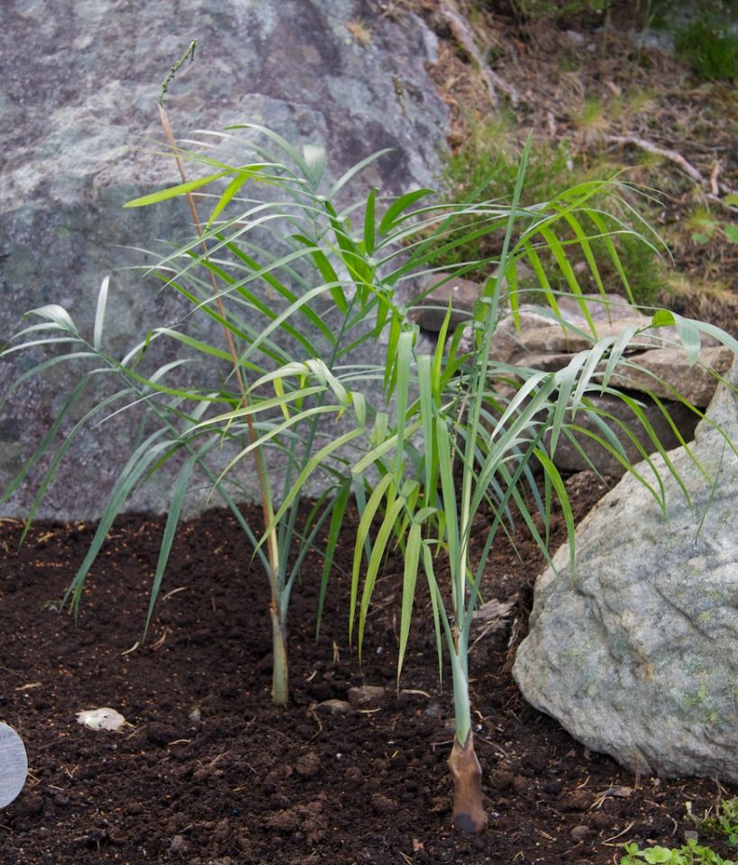 Chamaedorea radicalis