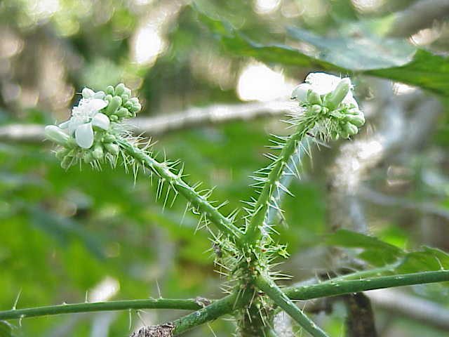 Cnidoscolus souzae