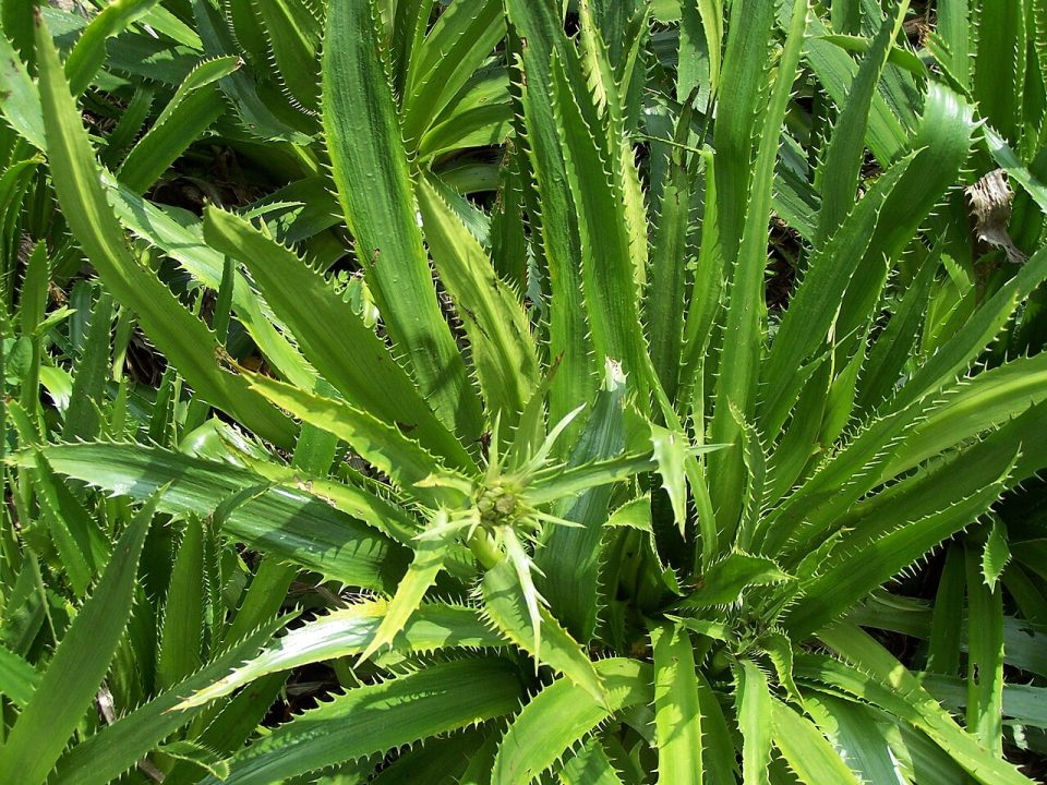 Eryngium agavifolium